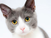 Conoce cuáles son las señales que da tu gato de que se siente solo, según experta