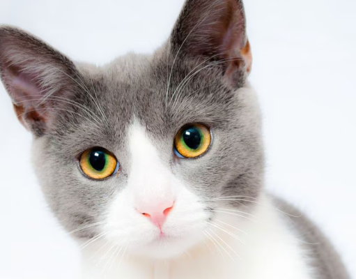 Conoce cuáles son las señales que da tu gato de que se siente solo, según experta