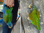 Parques de Tamaulipas se alistan para recibir aves afectadas por la ola de calor