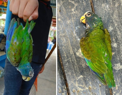 Parques de Tamaulipas se alistan para recibir aves afectadas por la ola de calor